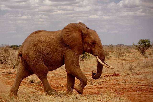 Safari