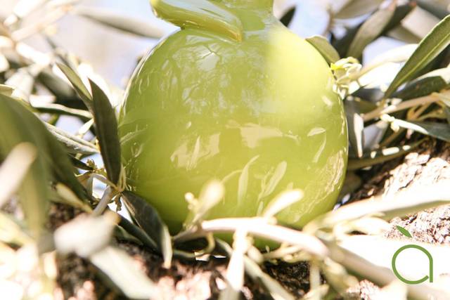 Azienda Agricola Lamacupa