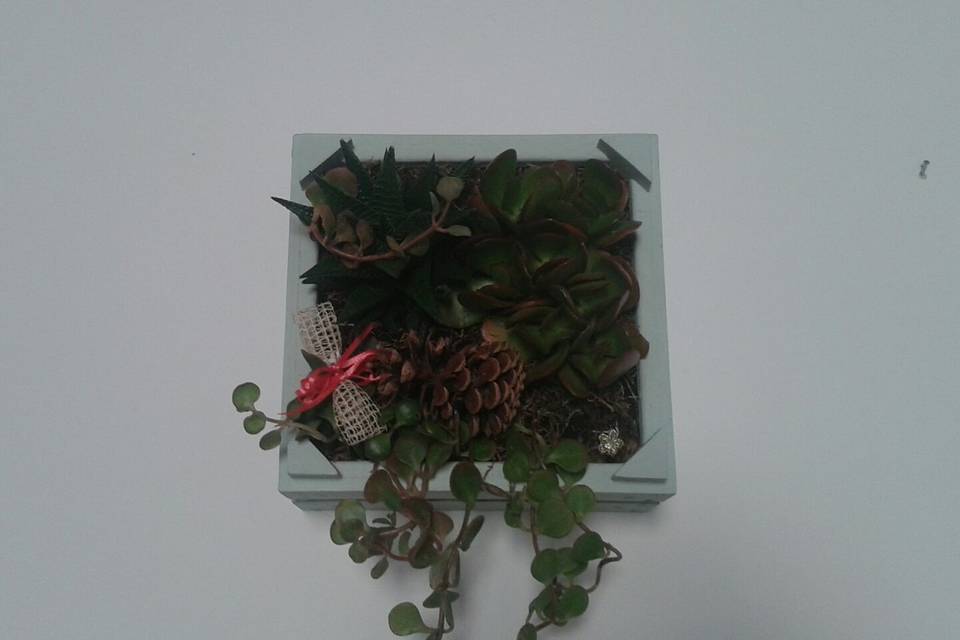 Succulente in cornice