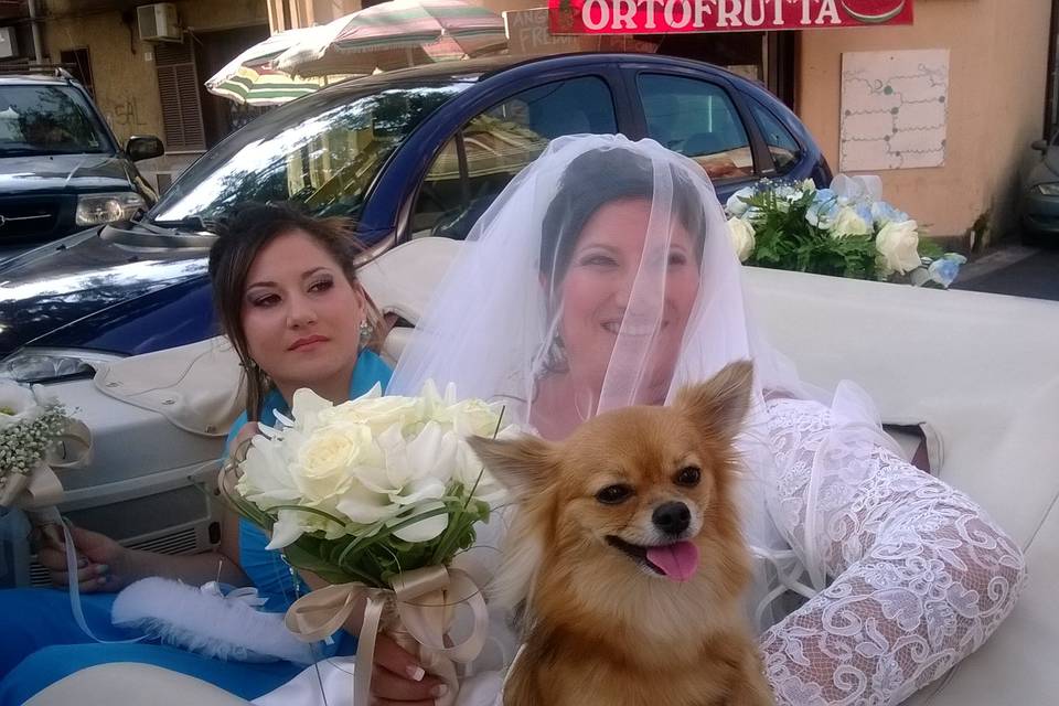 Wedding dog sitter