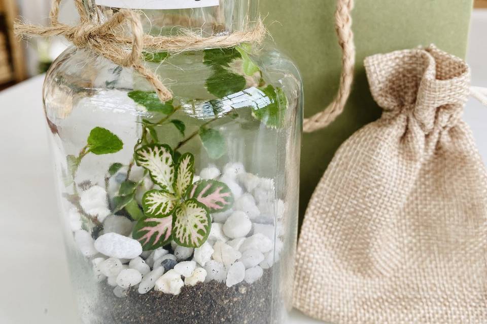 Mini terrarium piante vive