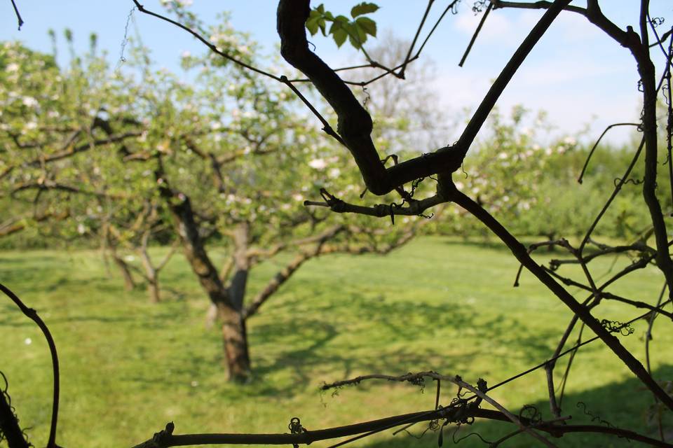 Ristorante Cascina Frutteto