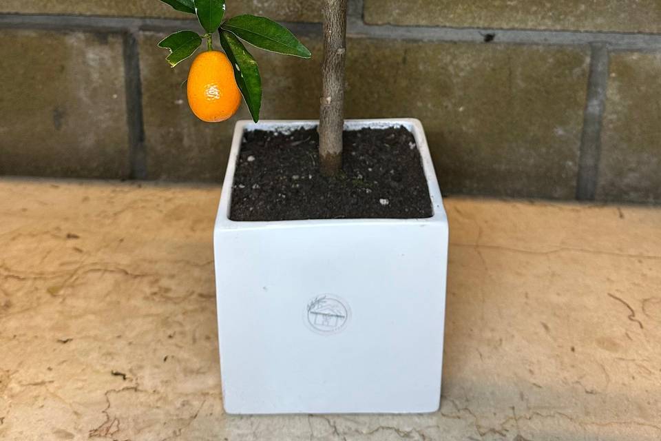 Bomboniere