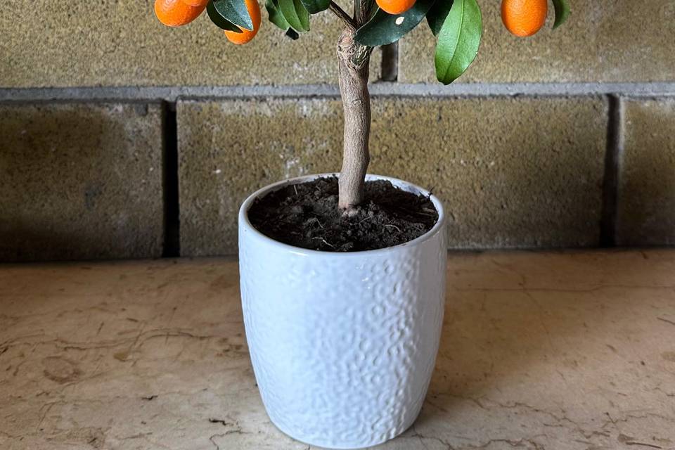 Bomboniere