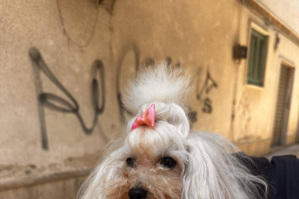 La cugina degli sposi