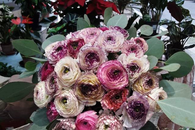 Marisa Piante e Fiori
