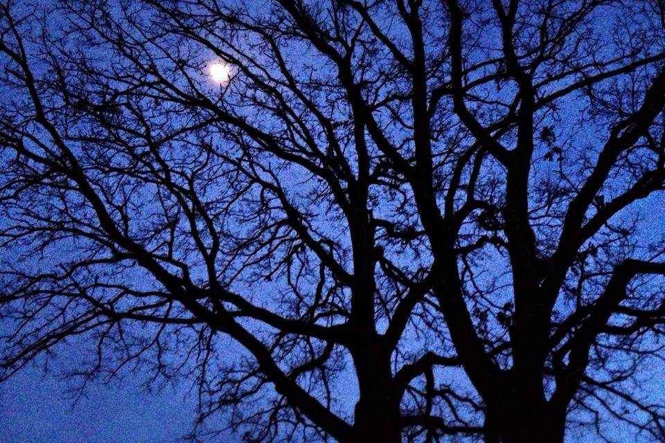 Le querce al chiaro di luna