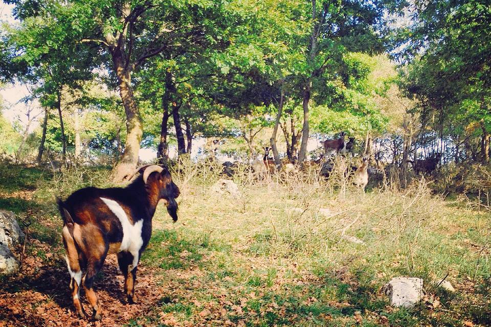 Agriturismo La Noce di Creta