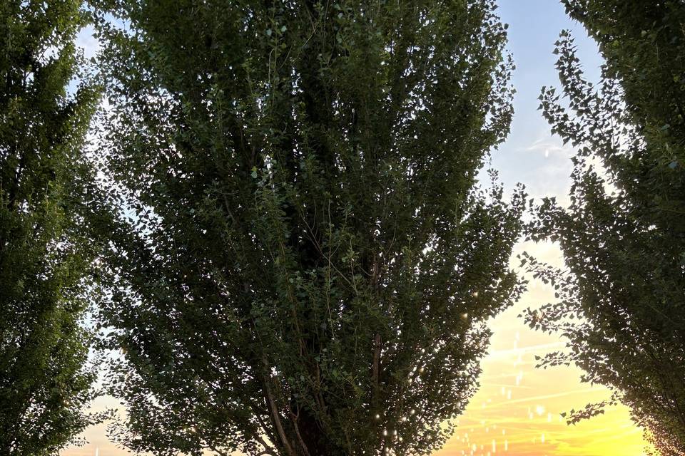 Taglio torta al tramonto