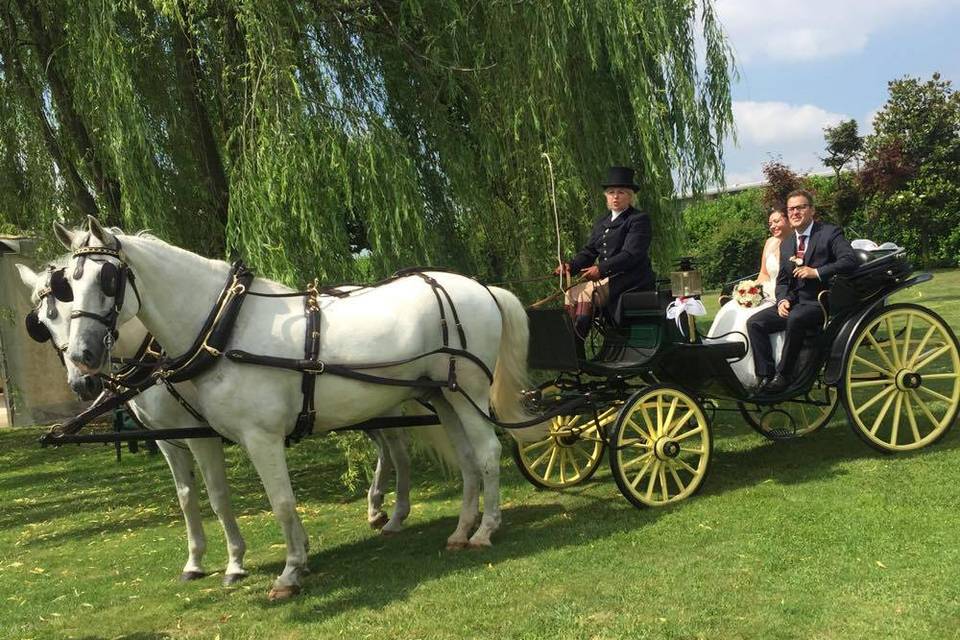 Cavalli e carrozza in giardino