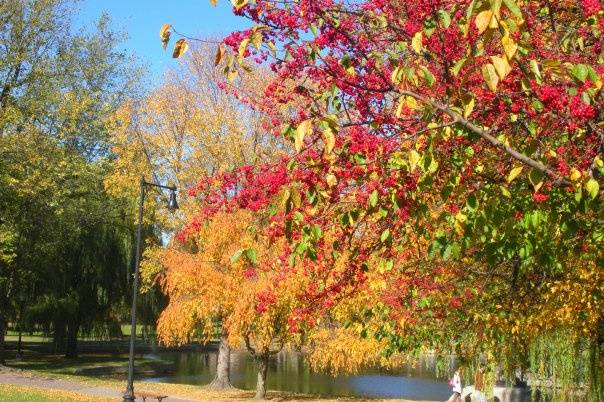 Fall faliage a Boston