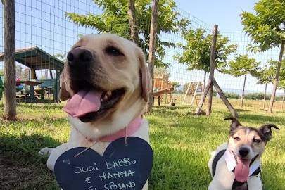 Annamaria Wedding Dog sitter