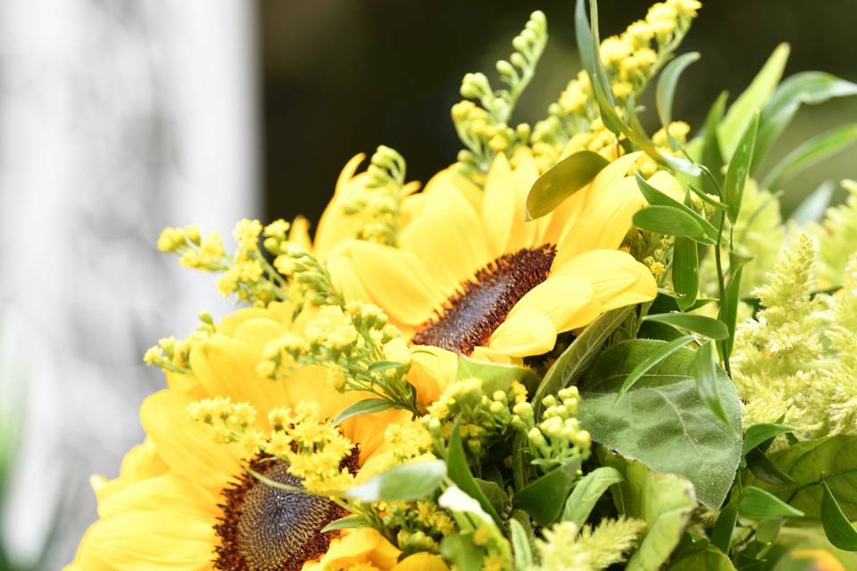 Fiori e Piante La Peonia