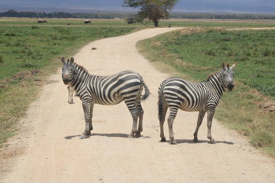 Safari in SudAfrica