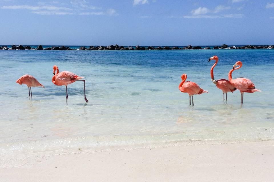 Caraibi
