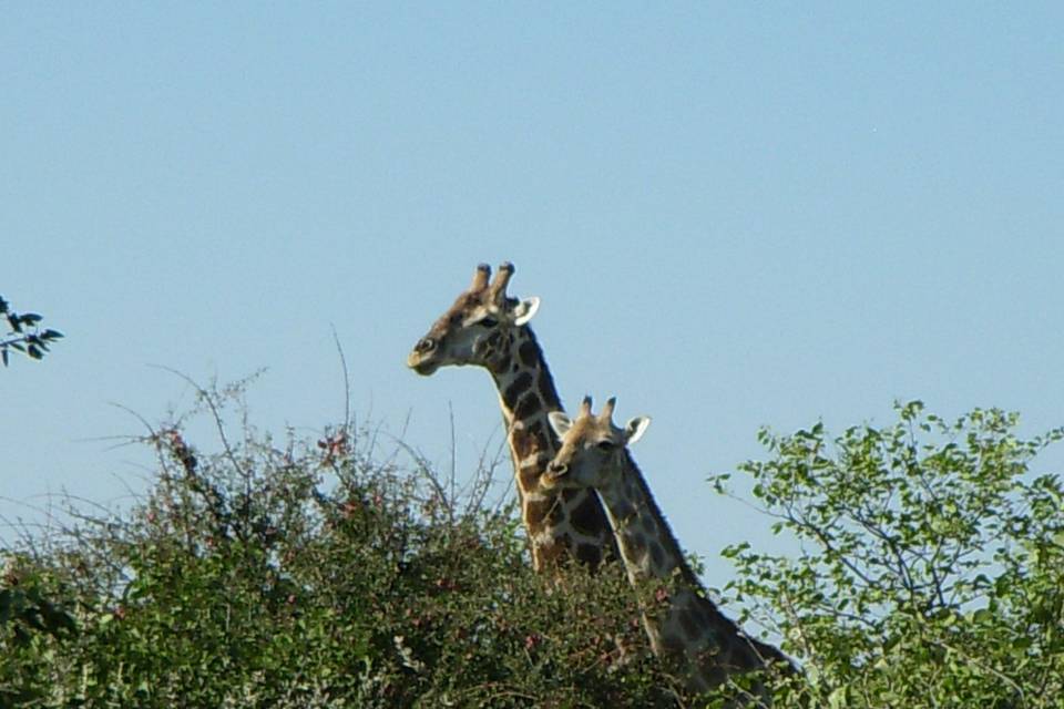 Namibia