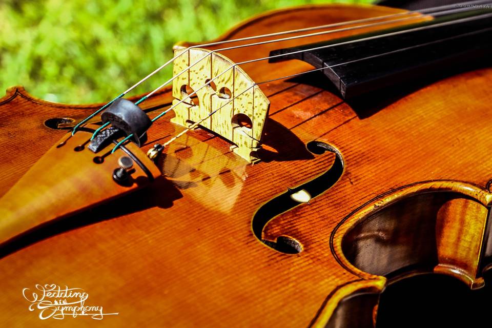 Violoncello