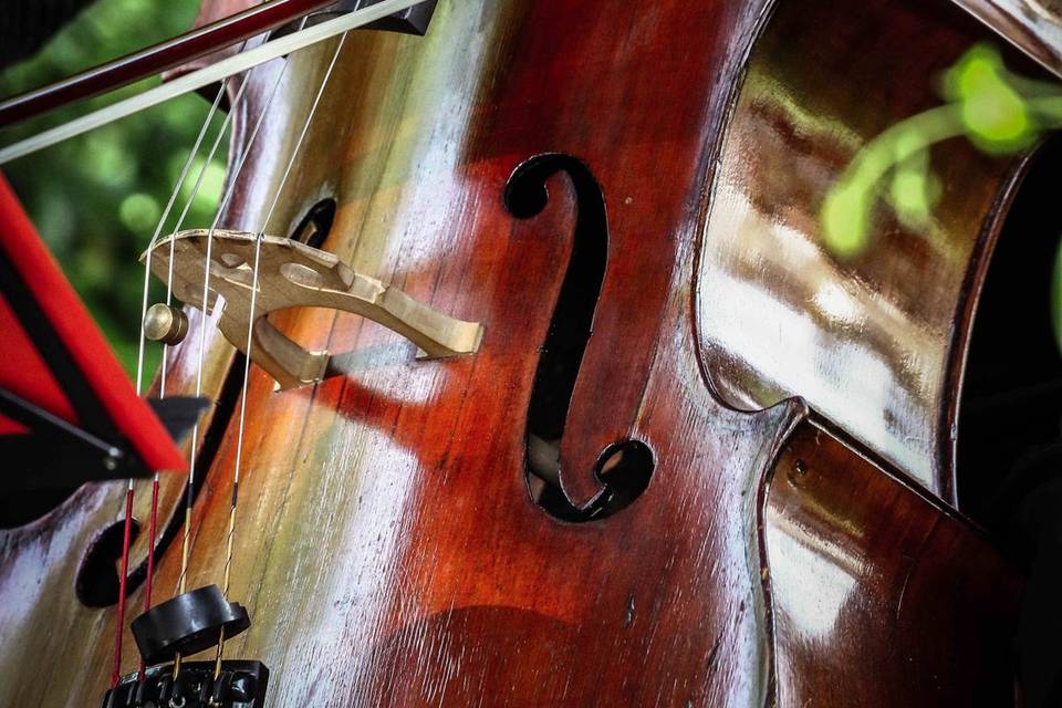 Violoncello