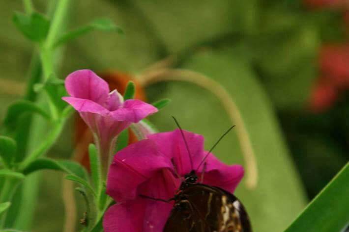 Mostra Farfalle Tropicali