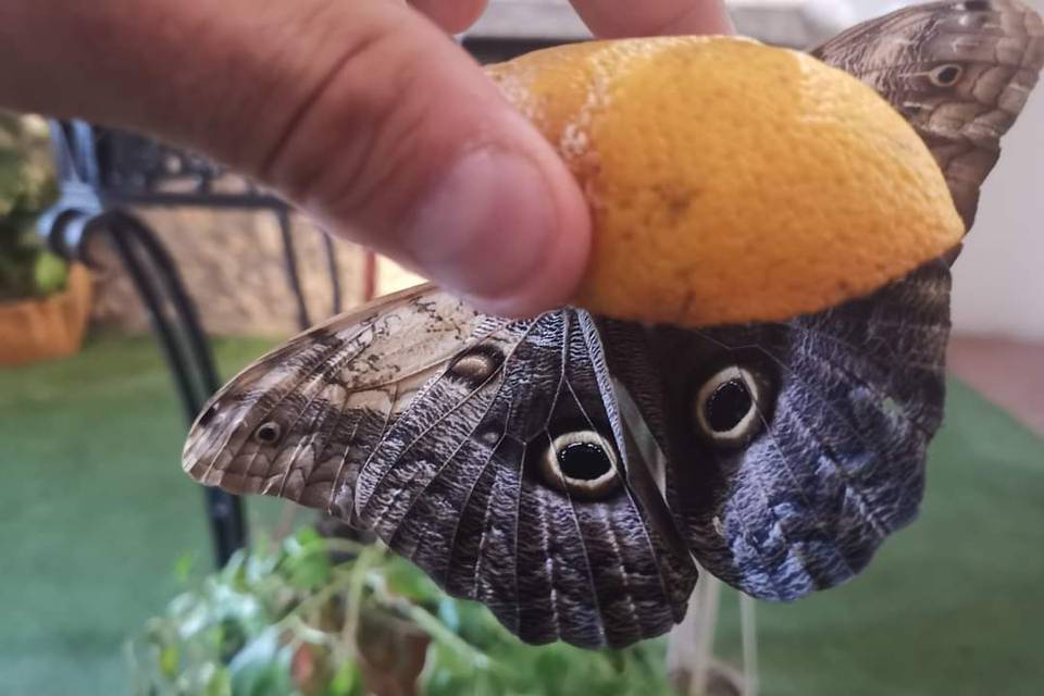 Mostra Farfalle Tropicali