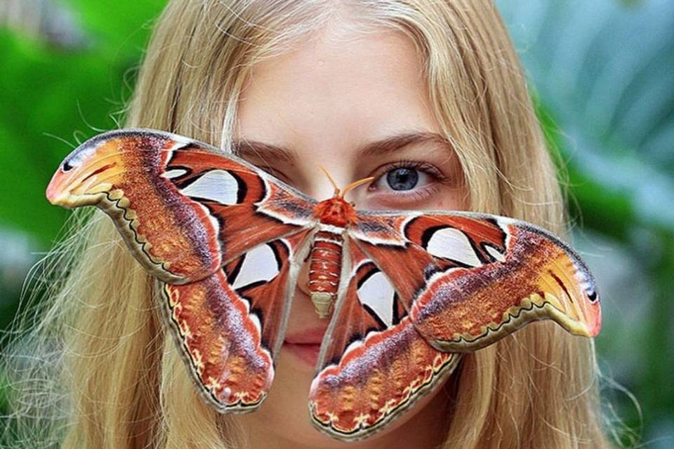 Mostra Farfalle Tropicali