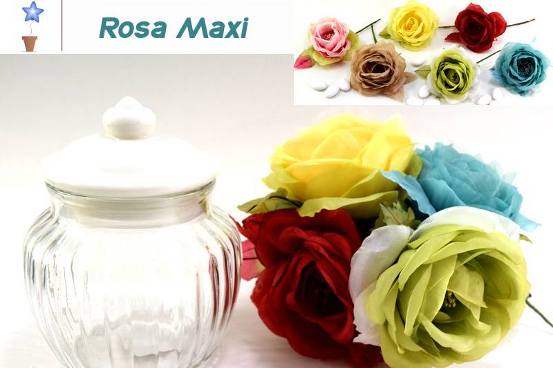 Rosa maxi