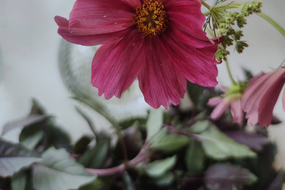 Fiori locali - cosmos