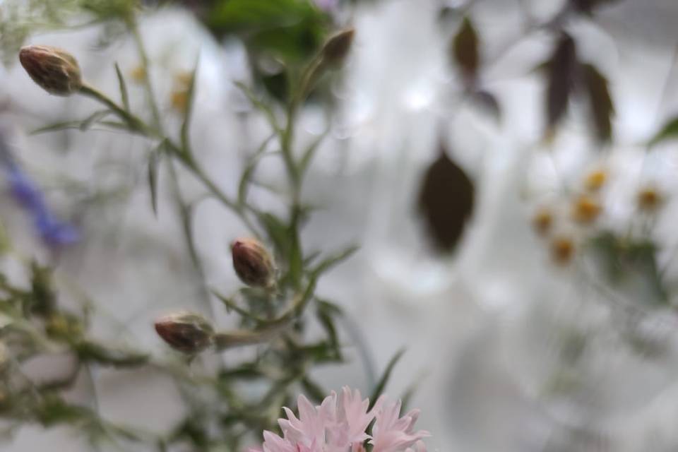 Fiori locali - fiordaliso