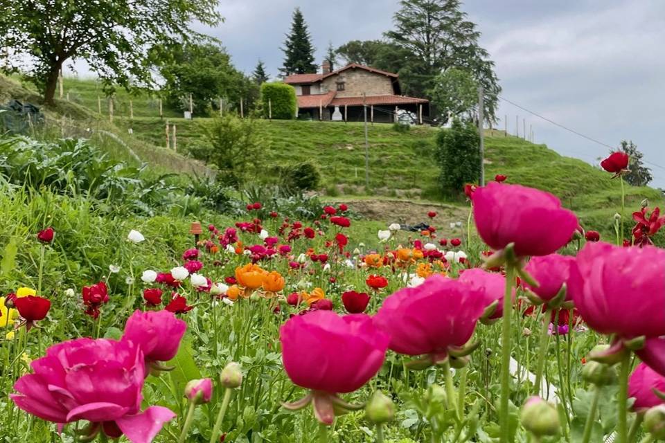 I nostri terrazzamenti