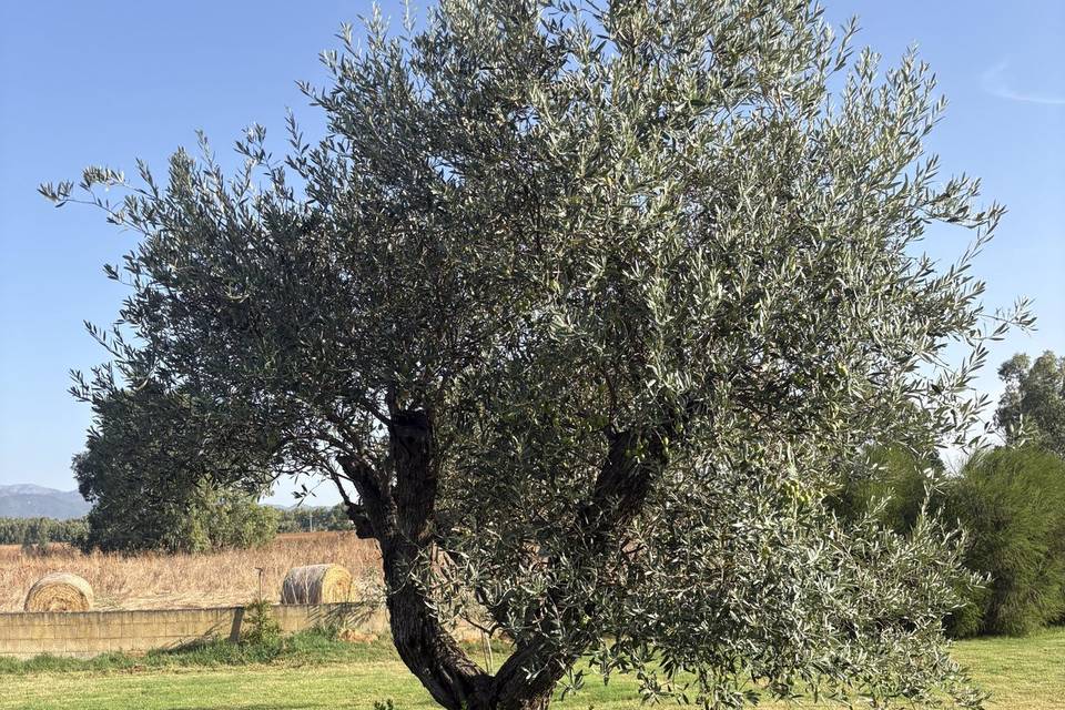 Fattoria Floris