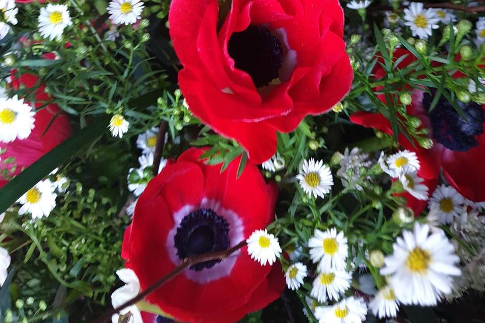 Anemone, rosso che passione...