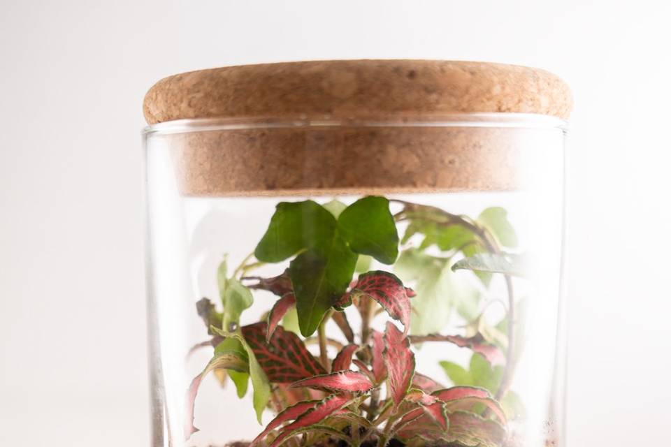 Bomboniera terrarium