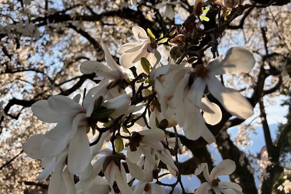 Magnolia in Primavera