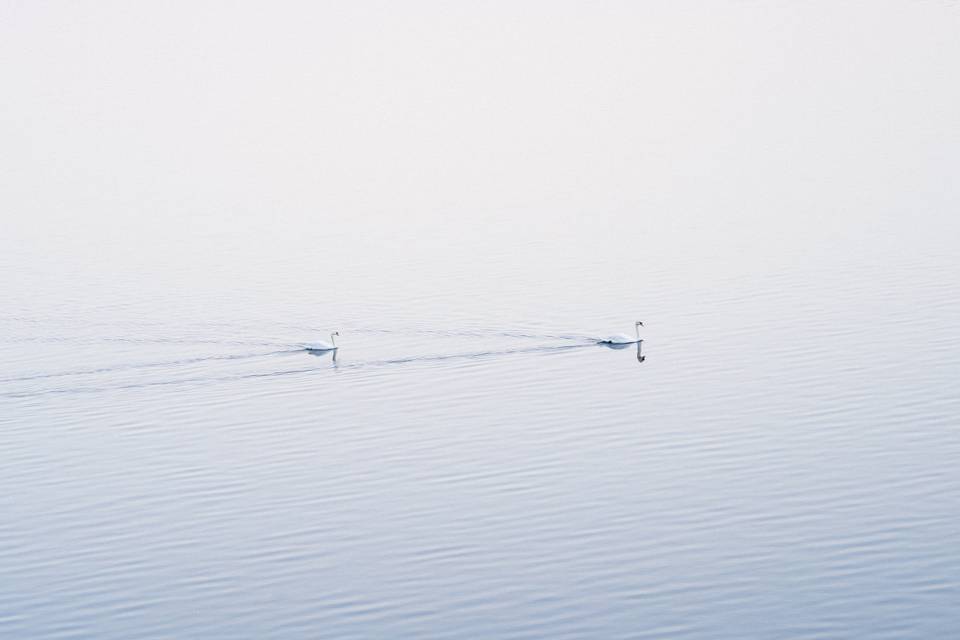 Cigni sul lago di Mergozzo