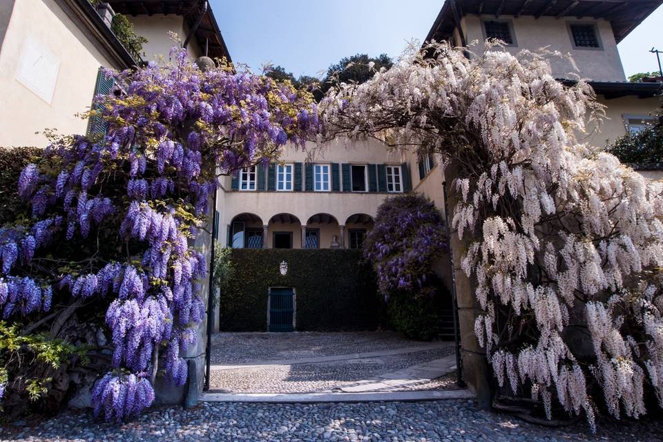 I glicini monumentali