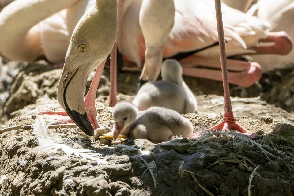 Piccoli del Parco Fenicotteri