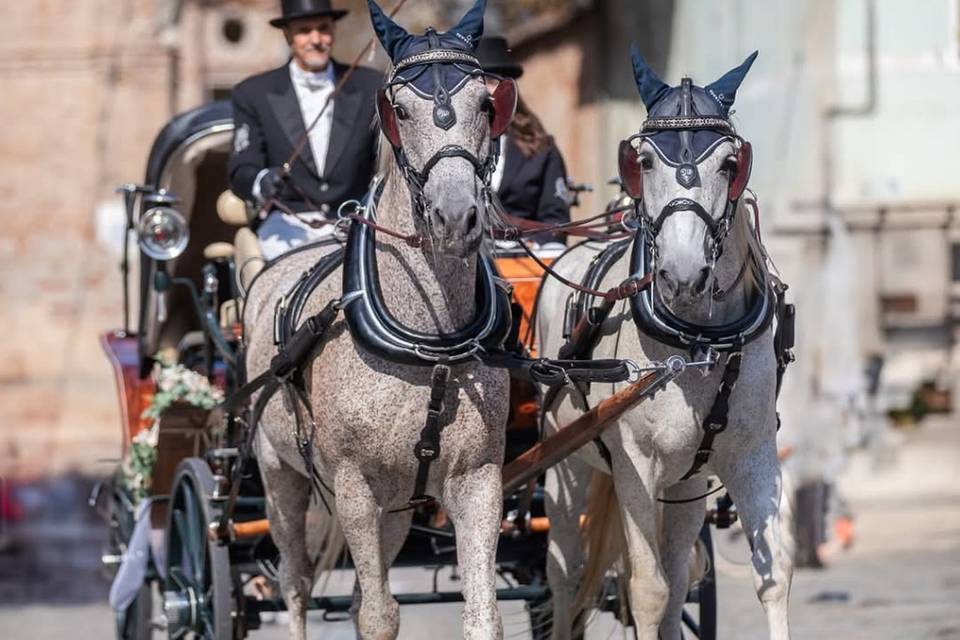 Arrivo dello sposo