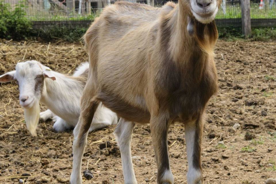 Animali