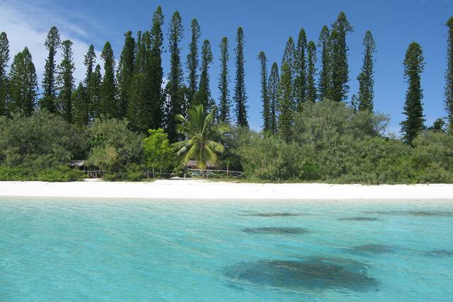 Nuova Caledonia Isola dei Pini