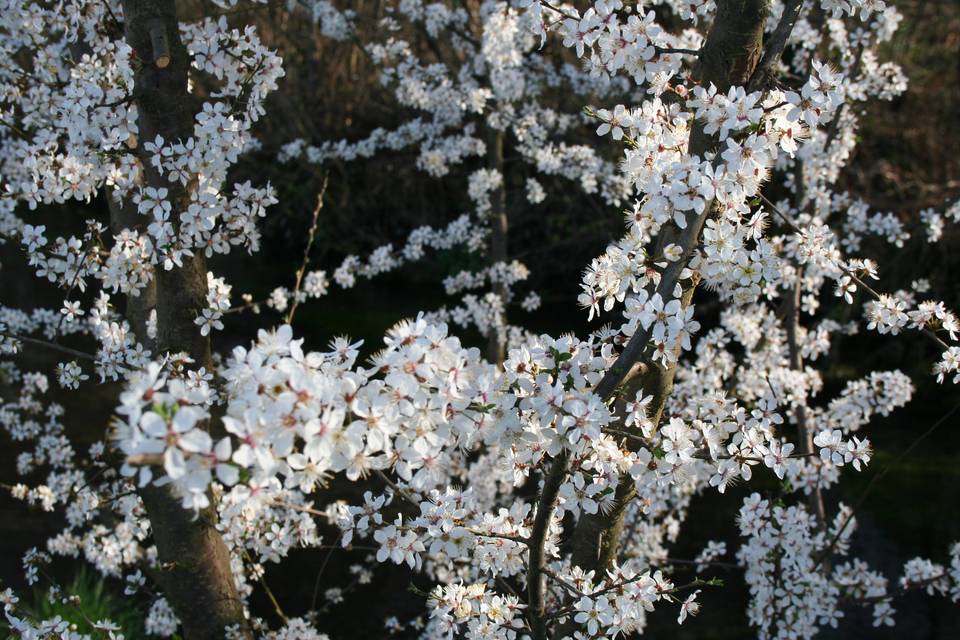 Agriturismo Cascina Baracca