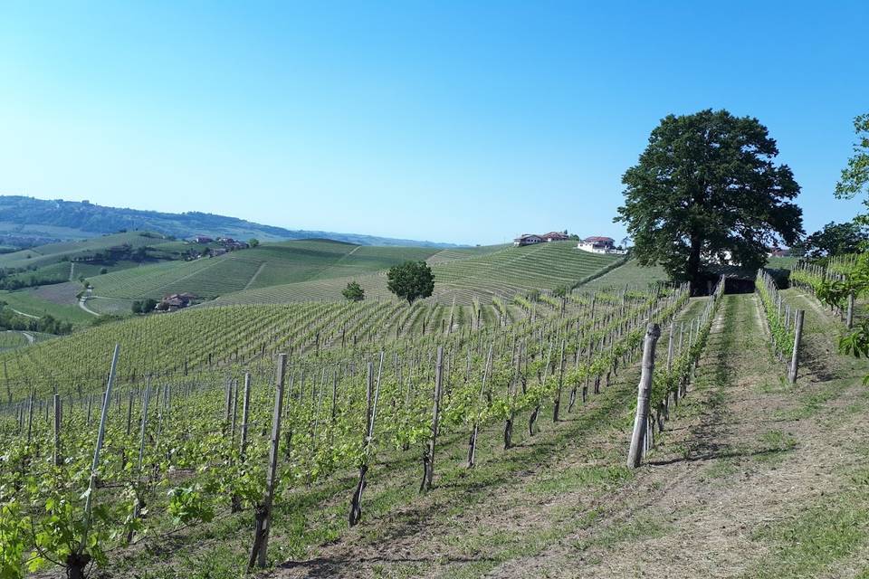 Ca Trifolera Barbaresco vista