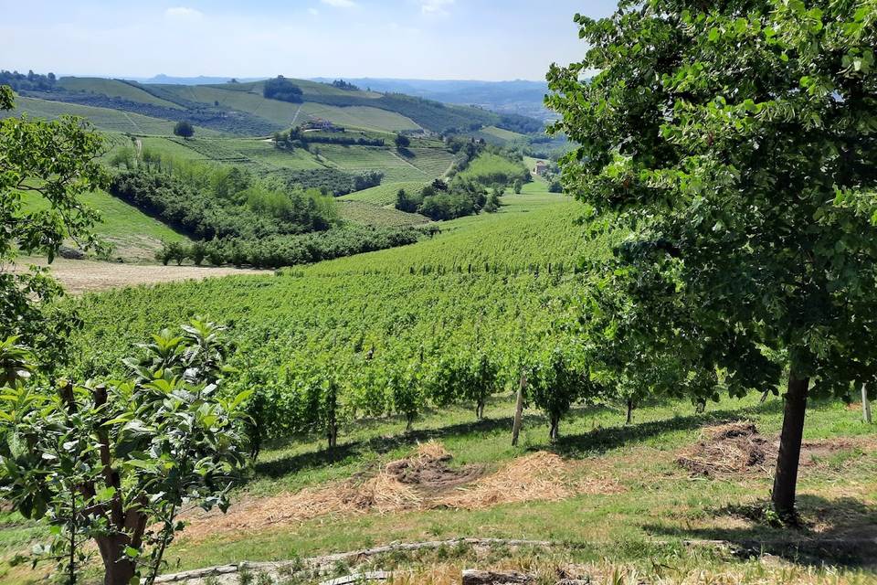 Vista dal giardino