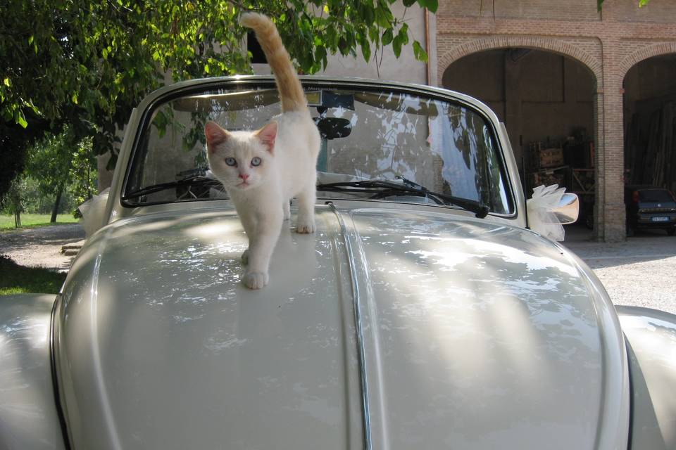 Il gattino sul maggiolino