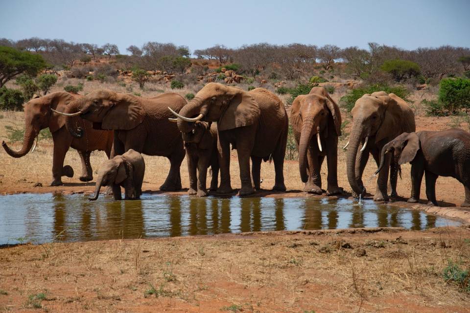 Africa