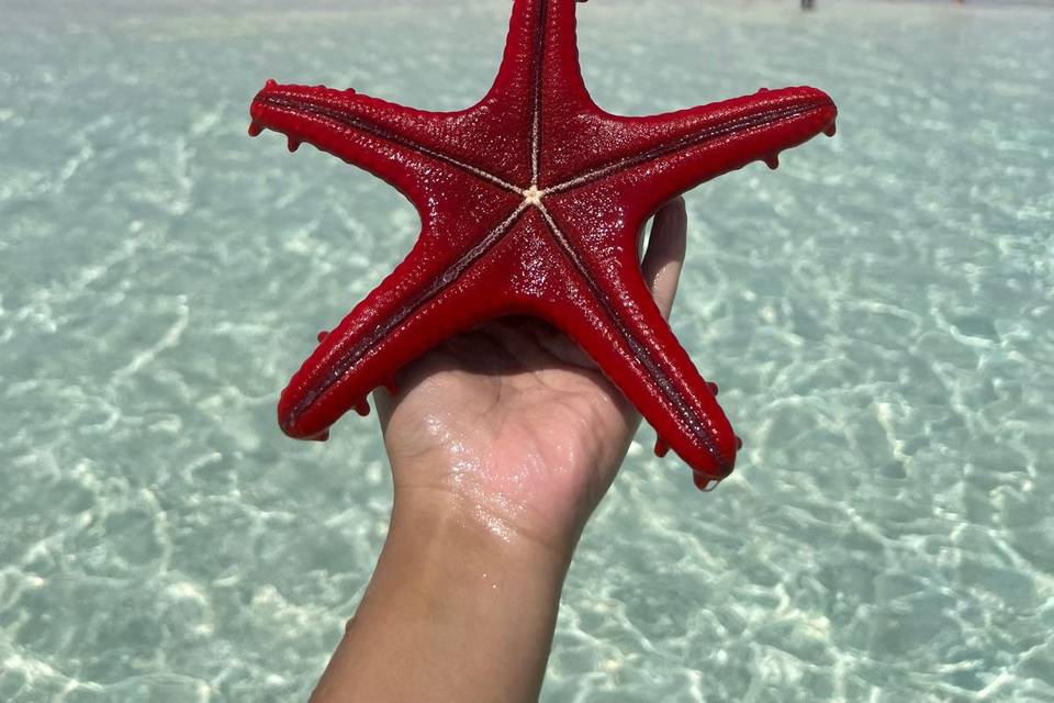 Mare cristallino