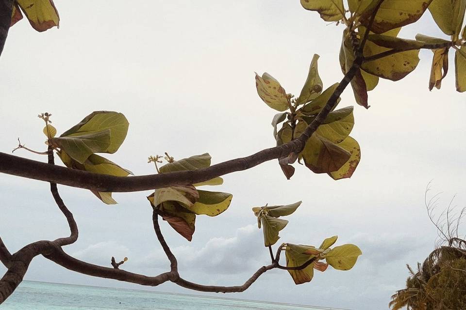 Maldive