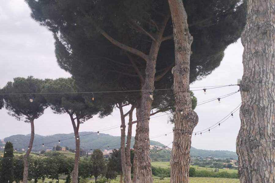 Tonigar Cerimoniere - Celebrante Matrimonio Civile