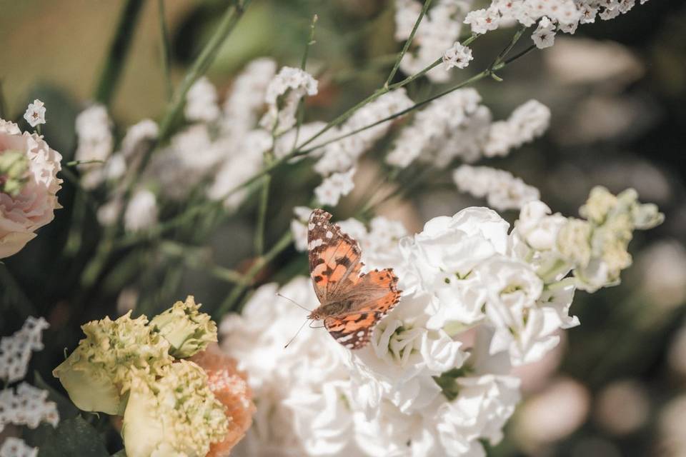 H+A Ph Jana Stening