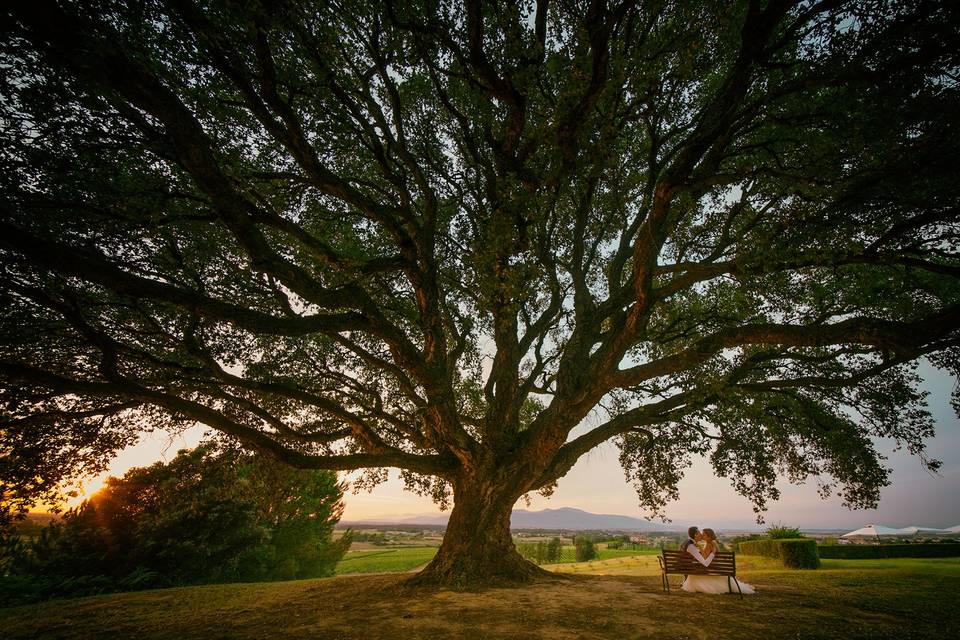 Albero