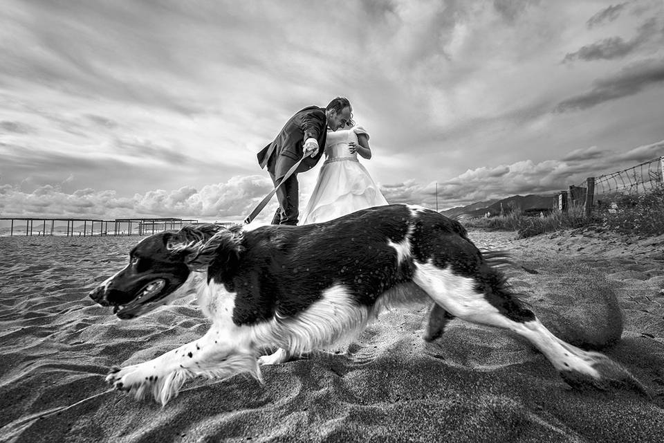 Cane in spiaggia